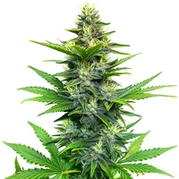 Alien Gorilla Glue Regulär - Seeds Pack: 3-samen