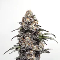 Alien Gorilla Glue - Seeds Pack: 25-samen