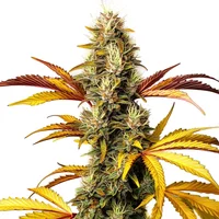 Alien OG Regulär - Seeds Pack: 3-samen