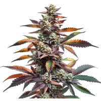 Alien Rock Candy - Seeds Pack: 9-samen