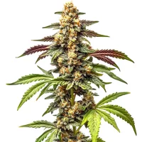 Wedding Crasher F1 - Seeds Pack: 3-samen