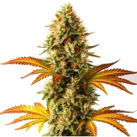 Alien Technology Schnellversion - Seeds Pack: 3-samen