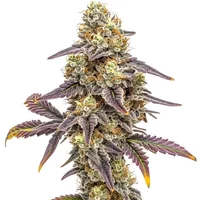 Alien Technology x Do-Si-Dos - Seeds Pack: 3-samen