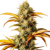 Alien Technology - Seeds Pack: 3-samen