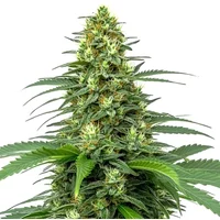 Amnesia Auto - Seeds Pack: 3-samen