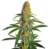 Amnesia Bubba Autoflower F1 - Seeds Pack: 3-samen