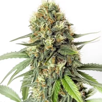 Amnesia F1 - Seeds Pack: 6-samen