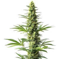 Amnesia Schnellversion CBD - Seeds Pack: 3-samen
