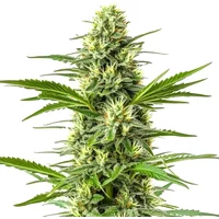 Amnesia Schnellversion - Seeds Pack: 3-samen