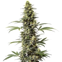 Amnesia Hypro - Seeds Pack: 3-samen