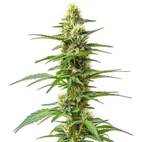 Amnesia Kush Auto - Seeds Pack: 9-samen
