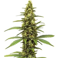 Amnesia Kush Regulär - Seeds Pack: 3-samen