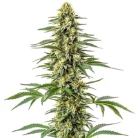 Amnesia Kush - Seeds Pack: 9-samen