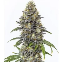 Amnesia Lemon Cake Boom Regulär - Seeds Pack: 3-samen