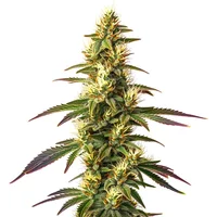 Amnesia Lemon Schnellversion - Seeds Pack: 3-samen