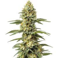 Amnesia Lemon Regulär - Seeds Pack: 9-samen