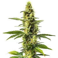 Amnesia Lemon - Seeds Pack: 3-samen