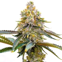 Amnesia Purple - Seeds Pack: 3-samen