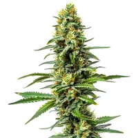 Amnesia x AK 47 - Seeds Pack: 3-samen
