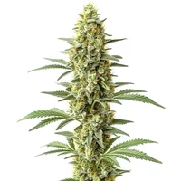 Amnesia x Kali Mist - Seeds Pack: 3-samen