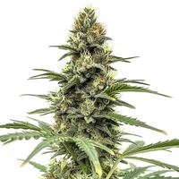 Amnesia x Nicole Kush - Seeds Pack: 3-samen