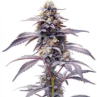 Animal Mints - Seeds Pack: 3-samen