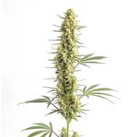 Auto CBD Amnesia - Seeds Pack: 25-samen