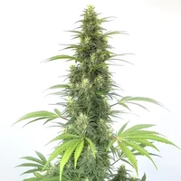 Auto CBD Cheese - Seeds Pack: 3-samen