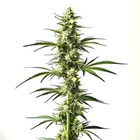 Auto CBD Critical Mass - Seeds Pack: 3-samen
