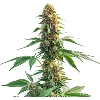 Auto CBD Kush - Seeds Pack: 3-samen