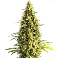 Auto CBD Lemon Haze - Seeds Pack: 3-samen