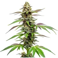 Auto CBD Med Go - Seeds Pack: 3-samen