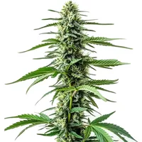 Auto CBD Northern Lights - Seeds Pack: 25-samen
