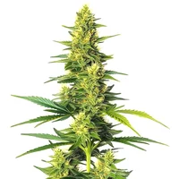 Auto CBD White Widow - Seeds Pack: 3-samen