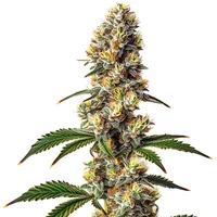 Badazz Cheese - Seeds Pack: 3-samen