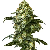 Banana Kush Auto - Seeds Pack: 3-samen