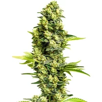 Banana Kush Regular - Seeds Pack: 9-samen