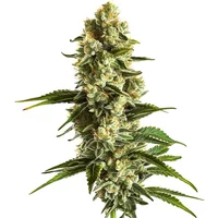 Banana Kush - Seeds Pack: 3-samen