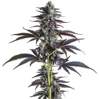 Banana Punch - Seeds Pack: 3-samen
