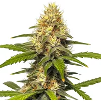 Banana Split - Seeds Pack: 3-samen