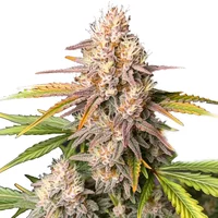 Bc God Bud Regulär - Seeds Pack: 9-samen