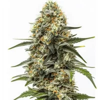 Big Bud Auto - Seeds Pack: 3-samen