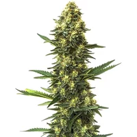 Big Bud Schnellversion - Seeds Pack: 9-samen