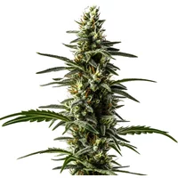Big Devil Auto - Seeds Pack: 9-samen