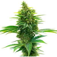 Big Jack Widow Auto - Seeds Pack: 9-samen