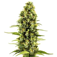 Birthday Cake - Seeds Pack: 3-samen