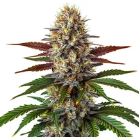 Biscotti Mintz - Seeds Pack: 3-samen