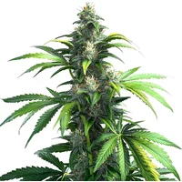 Black Demon OG - Seeds Pack: 3-samen