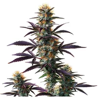 Black Domina Auto - Seeds Pack: 3-samen