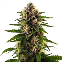 Black Dominia Schnellversion - Seeds Pack: 3-samen